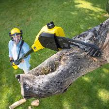 Best Tree Health Inspection  in Gibson City, IL