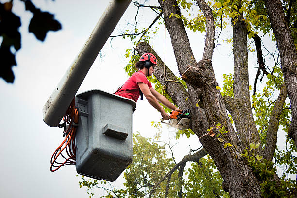 Best Hazardous Tree Removal  in Gibson City, IL